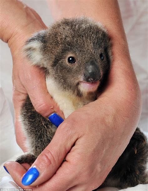 Orphaned Baby Koala Looking For A New Friend To Help Him Learn How To