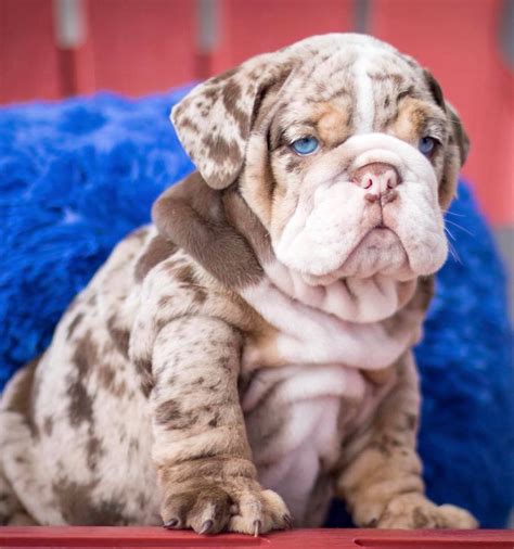 English Bulldog Puppies For Sale Atlantic Ia 293498
