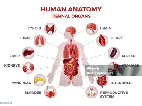 Human Internal Organs Man Body Anatomy Medical Illustration For Biology
