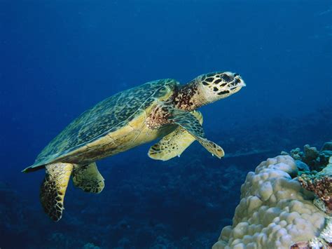 The Hawksbill Turtles Red Sea The Wildlife