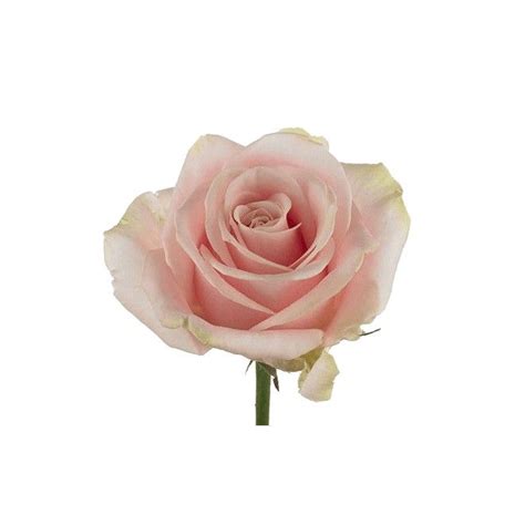 La Rose Sweet Avalanche De Couleur Rose Pâle Délicate Et Poudrée