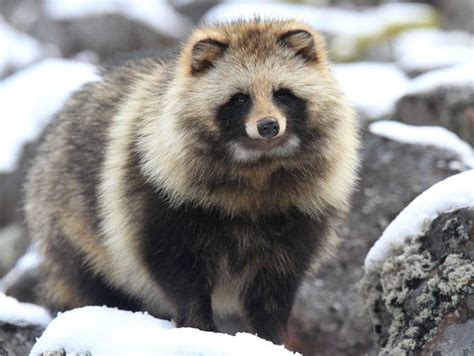 Les 106 Meilleures Images Du Tableau Finnish Raccoons Sur Pinterest