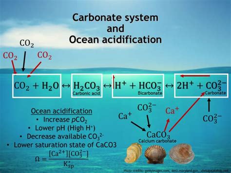 Chemistry Behind Ocean Acidification Furman Greenbelt Sustainable