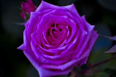 Rose Pink Blossom Free Photo On Pixabay Pixabay