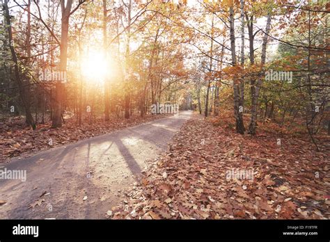 Sunny Autumn Forest Stock Photo Alamy