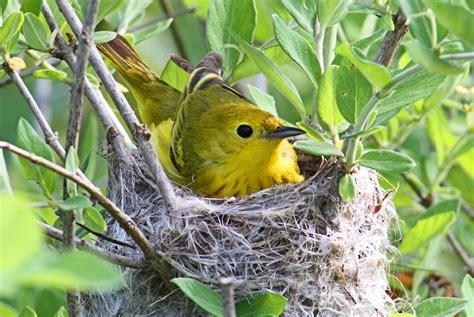Yellow Warbler Yellow Warbler In A Nest At The Great Swamp Flickr