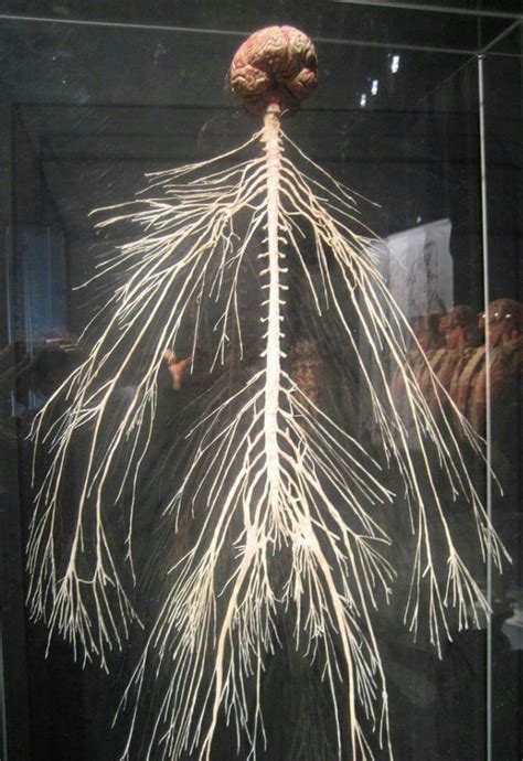 It comprises millions of neurones and uses electrical impulses to communicate very quickly. Human nervous system - image - medizzy - Reddit