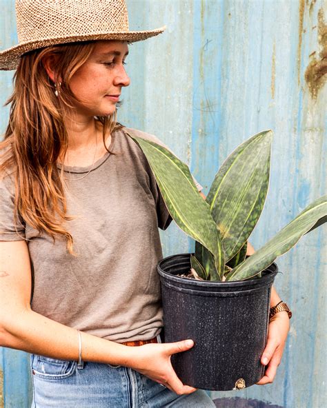 Its actual name is sansevieria the growth can also sprout multiple leaves, but the aesthetic appeal of whale fins is a large, thick single leaf in a pot. Buy Sansevieria masoniana 'Variegated Whale Fin' | Free ...