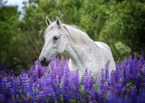 Horse Picture With Flowers Picture Of Horse