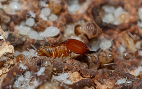What Do Baby Termites Look Like Check Out These Photos