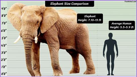 Elephant Height How Tall Are They Compared To Others