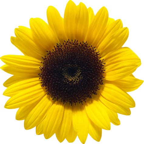 Sunflower PNG Image | Sunflower png, Sunflower clipart, Sunflower