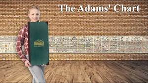 The Adams 39 Chart Of History Trailer Youtube