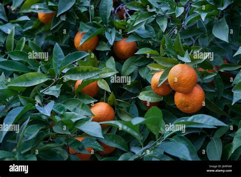 Orange Citrus Sinensis Citrus Aurantium Hi Res Stock Photography And