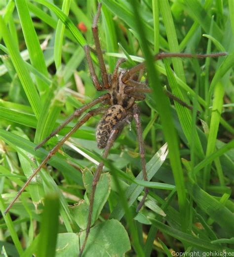 Common House Spiders 2 Gohikingca