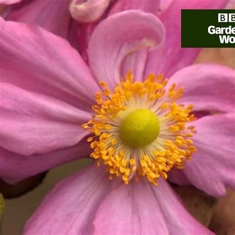 How To Grow Japanese Anemones Japanese Anemone Propagating Plants