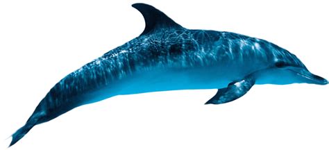 Free Dolphin  Transparent Download Free Dolphin  Transparent Png