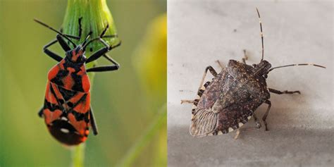 Stink Bug Pictures How To Identify Common Stink Bugs In Us