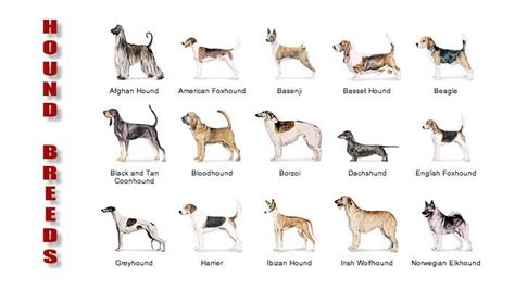 Really Any Hound Dogit Is My Breed Of Preference Hound Dog Breeds