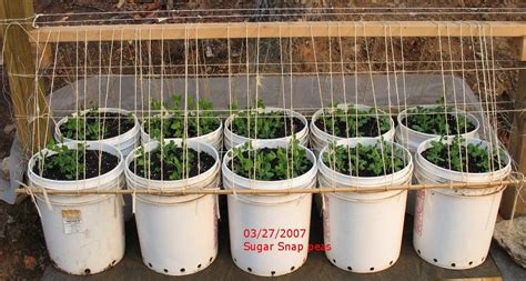 What plants do you plant, and in what combinations? russet potatoes. Growing sugar sap peas in 5 gallon buckets. Last years ...