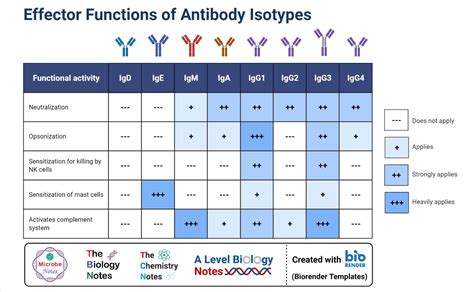 Antibody Definition Structure Properties Types Classes
