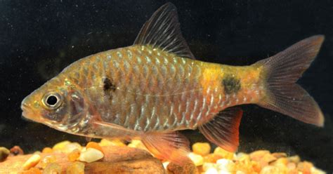 Indian Biodiversity Talks Citron Barb A New Barb Species Spotted
