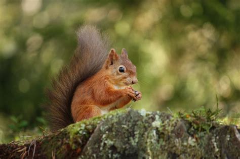 Saving Scotlands Red Squirrels Scottish Wildlife Trust