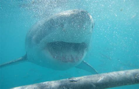 Great White Sharks Of South Africa Goeco