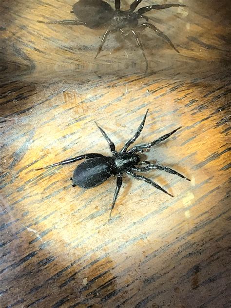 Black Spider From Basement Whatsthisbug