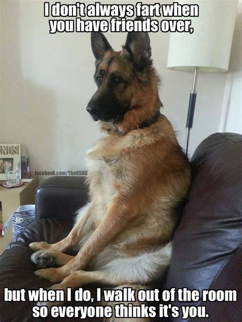 Soooo Funny German Shepherd Dogs German Shepherd Funny German Shepherd Memes