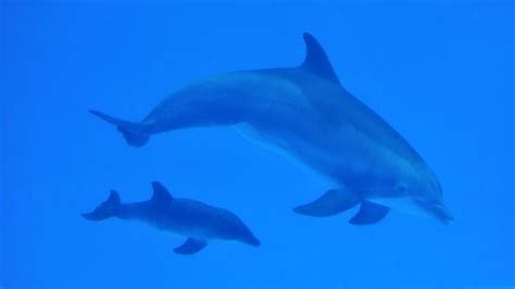Dolphin Born At Chicago Area Zoo Dies Unexpectedly Dolphins Zoo