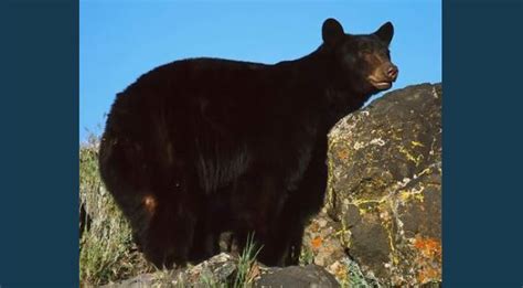 Utah Dwr Offers Tips For Avoiding Bear Encounters Gephardt Daily