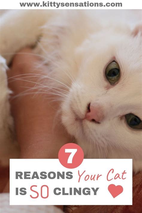 Why Is My Cat So Needy 7 Reasons Explained Cats Cat Advice Cat
