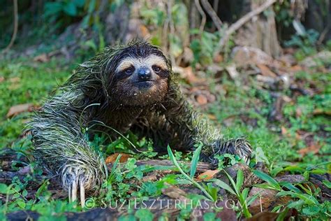 Suzi Eszterhas Wildlife Photography Brown Throated Three Toed Sloth Crawling Across Forest