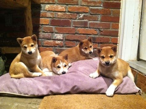 Before bringing a shiba inu into a home with children, it will be important that parents and older children are aware of the dog's needs. Shiba Inu puppy family | Shiba inu dog, Japanese dogs ...
