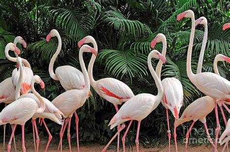 Group Of Pink Flamingos Photograph By Panda3800 Pixels