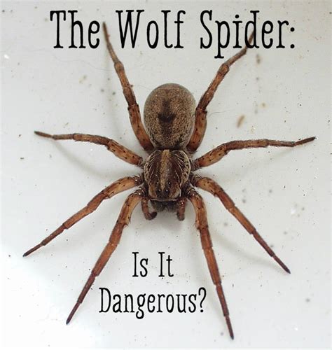 Identification And Treatment Of A Wolf Spider Bite Healdove