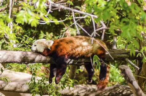 10 Photos That Prove Red Pandas Should Be Your New Favourite Animal