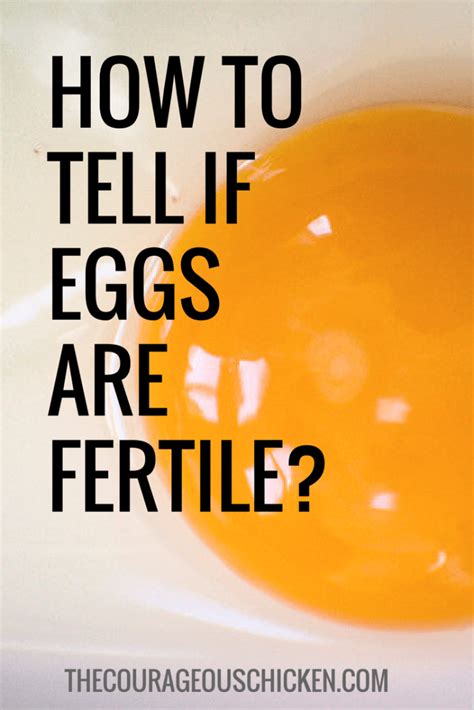 How To Tell If Eggs Are Fertile • The Courageous Chicken Keeping