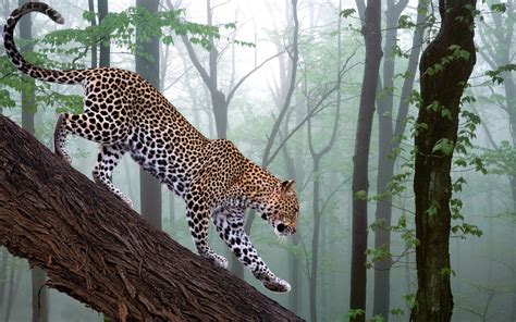 Wallpaper Nature Wildlife Big Cats Zoo Jungle Jaguar Leopard