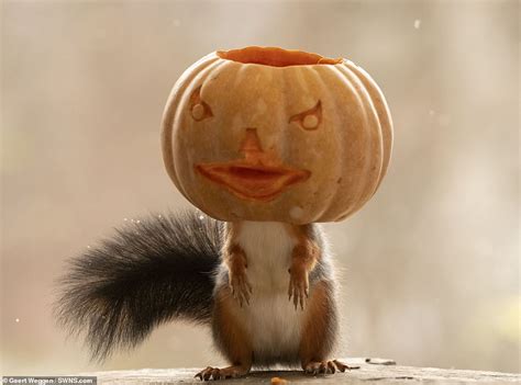 Squirrel Nutkin Meet Squirrel Pumpkin Spooky Rodent Dresses Up For