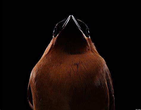 Birds Photographed Like Human Models Slideshow Huffpost