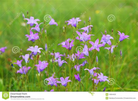 Blooming Bluebells Stock Image Image Of Bell Rural 16854023