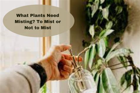 What House Plants Need Misting Should You Mist Your Houseplants