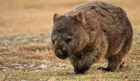 What Do Wombats Eat Feeding Nature