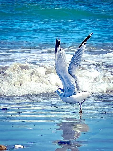 Seagull Dance Photograph By Lorri M Barry Photography Fine Art America