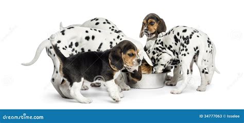 Group Of Dalmatian And Beagle Puppies Eating All Together Stock Photos
