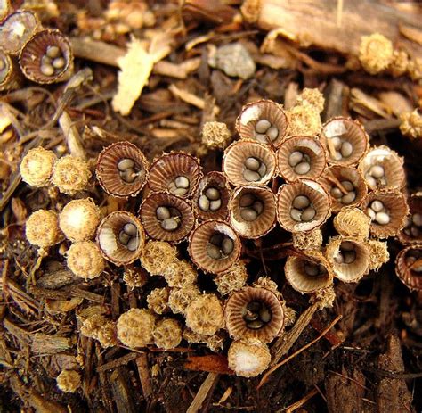 Striate Bird Nest Fungus Or Splash Cup Stuffed Mushrooms Fungi