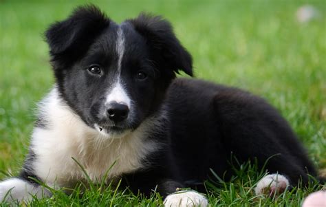 59 Border Collie Dog Breed Picture Bleumoonproductions