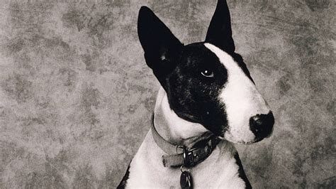 Hd Wallpaper Picture Day Black And White Bull Terrier Black And